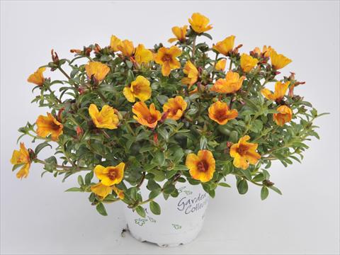 foto van een variëteit aan bloemen, te gebruiken als: Perkplant, patioplant, korfplant Portulaca RED FOX Cupcakes Yellow Chrome
