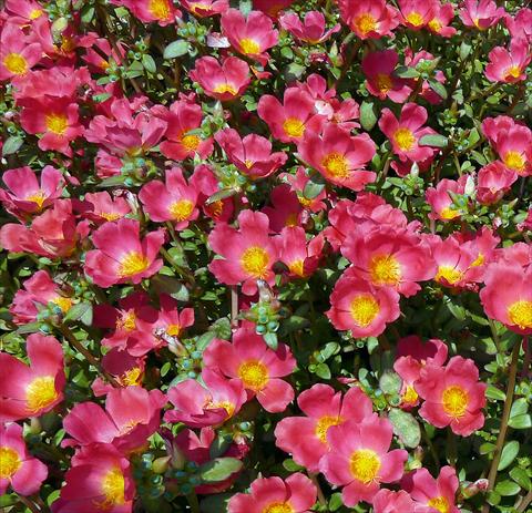foto van een variëteit aan bloemen, te gebruiken als: Perkplant, patioplant, korfplant Portulaca Sun Dance Cherry Red