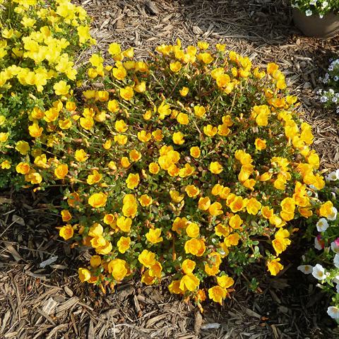 foto van een variëteit aan bloemen, te gebruiken als: Perkplant, patioplant, korfplant Portulaca Sun Dance Gold