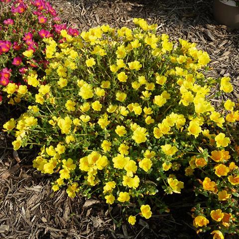 foto van een variëteit aan bloemen, te gebruiken als: Perkplant, patioplant, korfplant Portulaca Sun Dance Lemon