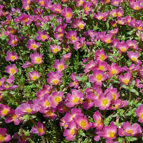 foto van een variëteit aan bloemen, te gebruiken als: Perkplant, patioplant, korfplant Portulaca Sun Dance Pink