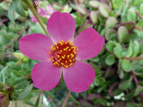 foto van een variëteit aan bloemen, te gebruiken als: Perkplant, patioplant, korfplant Portulaca Sun Dance Rose