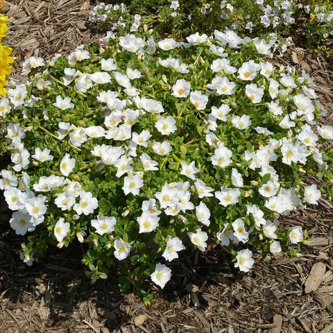 foto van een variëteit aan bloemen, te gebruiken als: Perkplant, patioplant, korfplant Portulaca Sun Dance White