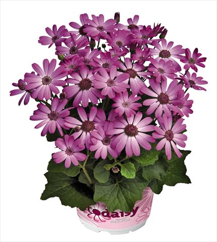 foto van een variëteit aan bloemen, te gebruiken als: Pot - en perkplant Senecium cineraria RED FOX Todaisy Purple