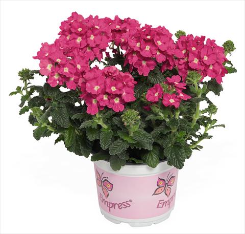 foto van een variëteit aan bloemen, te gebruiken als: Potplant, patioplant, korfplant Verbena RED FOX Empress Flair Pink Charme