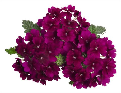 foto van een variëteit aan bloemen, te gebruiken als: Potplant, patioplant, korfplant Verbena RED FOX Empress Godiva