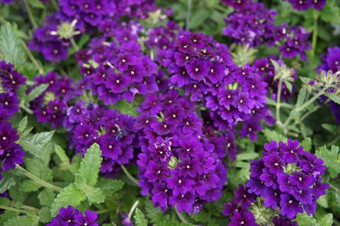 foto van een variëteit aan bloemen, te gebruiken als: Potplant, patioplant, korfplant Verbena RED FOX Empress Imperial Blue