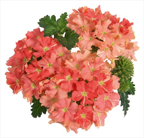 foto van een variëteit aan bloemen, te gebruiken als: Potplant, patioplant, korfplant Verbena RED FOX Empress Peach