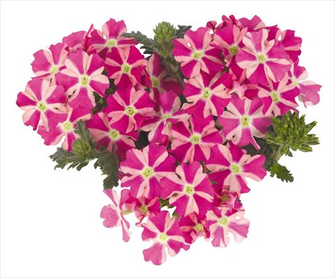 foto van een variëteit aan bloemen, te gebruiken als: Potplant, patioplant, korfplant Verbena Voodoo Star Pink