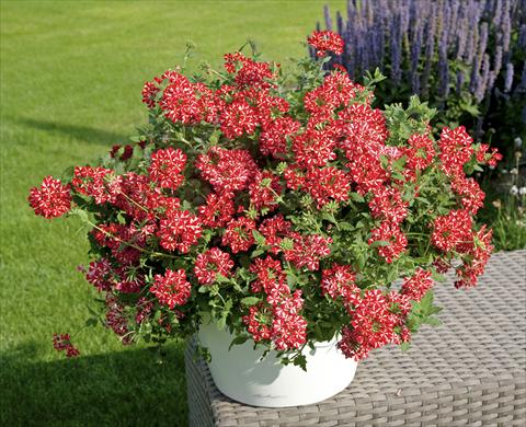 foto van een variëteit aan bloemen, te gebruiken als: Potplant, patioplant, korfplant Verbena Voodoo Star Red