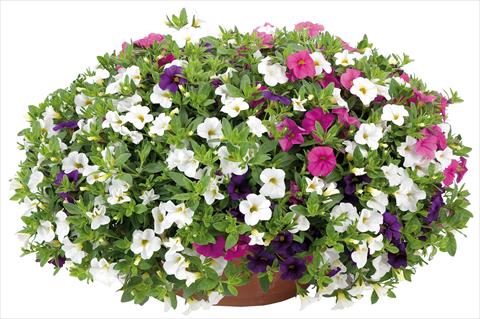 foto van een variëteit aan bloemen, te gebruiken als: Potplant, perkplant, patioplant 3 Combo Calibrachoa Lindura® Fata Morgana
