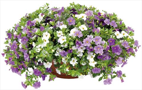 foto van een variëteit aan bloemen, te gebruiken als: Potplant, perkplant, patioplant 3 Combo Calibrachoa Lindura® Ocean Breeze