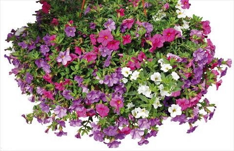 foto van een variëteit aan bloemen, te gebruiken als: Potplant, perkplant, patioplant 3 Combo Calibrachoa Lindura® Paradise