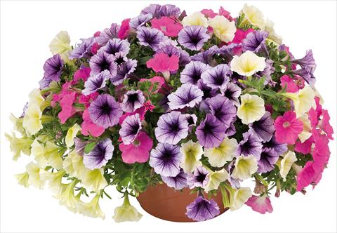 foto van een variëteit aan bloemen, te gebruiken als: Potplant, perkplant, patioplant 3 Combo Petunia Fortunia® Candy