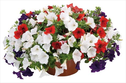 foto van een variëteit aan bloemen, te gebruiken als: Potplant, perkplant, patioplant 3 Combo Petunia Fortunia® Stars and Stripes