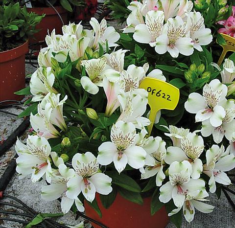 foto van een variëteit aan bloemen, te gebruiken als: Pot - en perkplant Alstroemeria Inticancha® Antartica