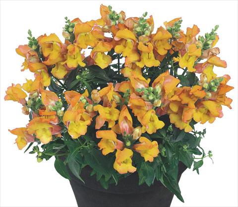 foto van een variëteit aan bloemen, te gebruiken als: Pot - en perkplant Antirrhinum majus Florini® Diana Banjas