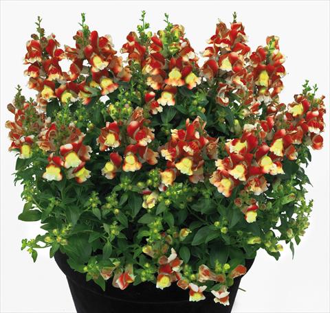 foto van een variëteit aan bloemen, te gebruiken als: Pot - en perkplant Antirrhinum majus Florini® Diana Flame