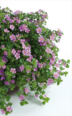 foto van een variëteit aan bloemen, te gebruiken als: Potplant, patioplant, korfplant Bacopa (Sutera cordata) Scopia® Great Classic Pink