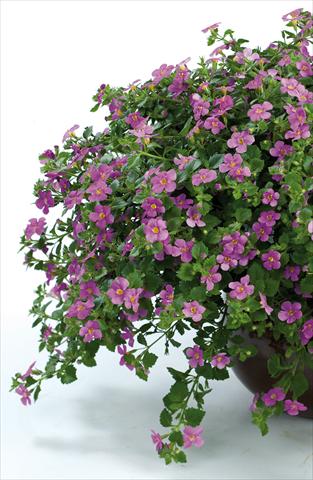 foto van een variëteit aan bloemen, te gebruiken als: Potplant, patioplant, korfplant Bacopa (Sutera cordata) Scopia® Gulliver Pink Heart