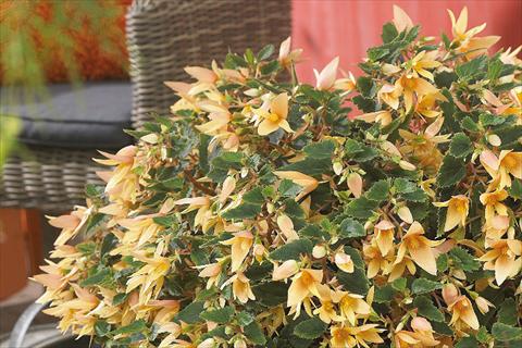 foto van een variëteit aan bloemen, te gebruiken als: Perkplant, potplant of korfplant Begonia boliviensis Crackling Fire® Creamy Yellow
