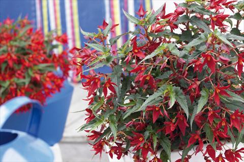 foto van een variëteit aan bloemen, te gebruiken als: Perkplant, potplant of korfplant Begonia boliviensis Crackling Fire® Dark Red