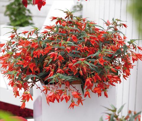 foto van een variëteit aan bloemen, te gebruiken als: Perkplant, potplant of korfplant Begonia boliviensis Crackling Fire® Orange Red