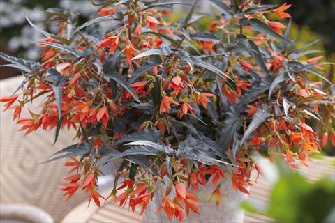 foto van een variëteit aan bloemen, te gebruiken als: Perkplant, potplant of korfplant Begonia boliviensis Crackling Fire® Orange