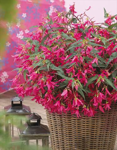 foto van een variëteit aan bloemen, te gebruiken als: Perkplant, potplant of korfplant Begonia boliviensis Crackling Fire® Pink