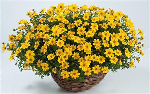 foto van een variëteit aan bloemen, te gebruiken als: Potplant, perkplant, patioplant, korfplant Bidens ferulifolia Yellow Sunshine