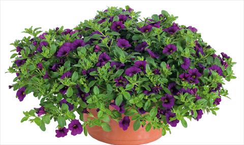 foto van een variëteit aan bloemen, te gebruiken als: Potplant, perkplant, patioplant, korfplant Calibrachoa Lindura® fides Indigo