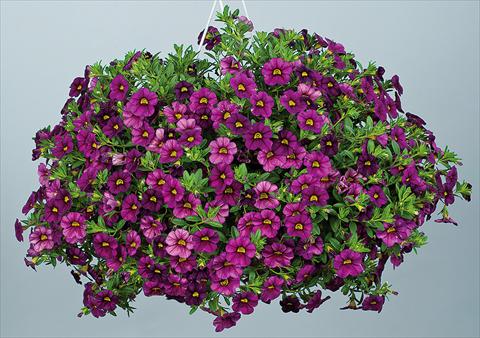 foto van een variëteit aan bloemen, te gebruiken als: Potplant, perkplant, patioplant, korfplant Calibrachoa Noa™ Dark Fuchsia