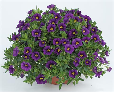 foto van een variëteit aan bloemen, te gebruiken als: Potplant, perkplant, patioplant, korfplant Calibrachoa Noa™ Deep Purple