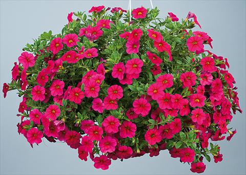 foto van een variëteit aan bloemen, te gebruiken als: Potplant, perkplant, patioplant, korfplant Calibrachoa Noa™ Red Improved