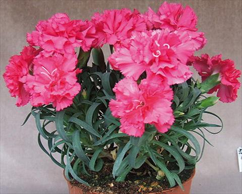 foto van een variëteit aan bloemen, te gebruiken als: Korf / Pot Dianthus Adorables® Mana