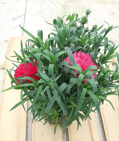 foto van een variëteit aan bloemen, te gebruiken als: Korf / Pot Dianthus Sunflor® Olivia