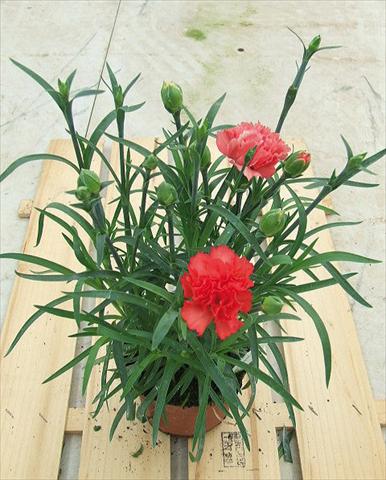 foto van een variëteit aan bloemen, te gebruiken als: Korf / Pot Dianthus Sunflor® Orange Bling Bling