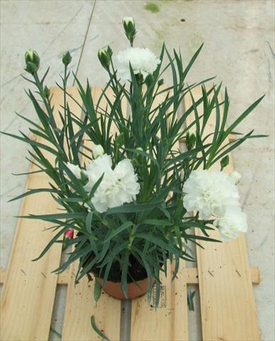 foto van een variëteit aan bloemen, te gebruiken als: Korf / Pot Dianthus Sunflor® Pure