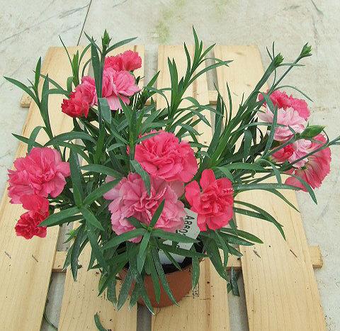 foto van een variëteit aan bloemen, te gebruiken als: Korf / Pot Dianthus Sunflor® Vivre