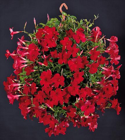 foto van een variëteit aan bloemen, te gebruiken als: Patioplant, potplant Dipladenia Sundaville Pretty Red