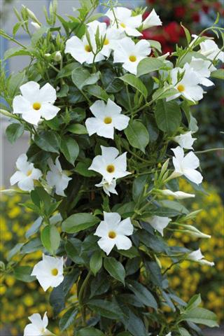 foto van een variëteit aan bloemen, te gebruiken als: Patioplant, potplant Dipladenia Sundaville White