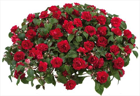 foto van een variëteit aan bloemen, te gebruiken als: Pot - en perkplant Impatiens walleriana Musica™ Scarlet Improved
