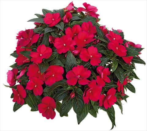 foto van een variëteit aan bloemen, te gebruiken als: Potplant, perkplant, patioplant, korfplant Impatiens N. Guinea Tamarinda® Max fides® Burgundy