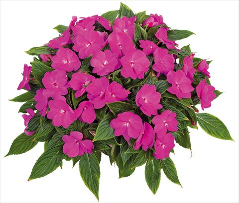 foto van een variëteit aan bloemen, te gebruiken als: Potplant, perkplant, patioplant, korfplant Impatiens N. Guinea Tamarinda® Max fides® Lavender