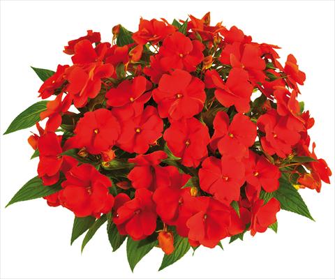 foto van een variëteit aan bloemen, te gebruiken als: Potplant, perkplant, patioplant, korfplant Impatiens N. Guinea Tamarinda® Max fides® Orange