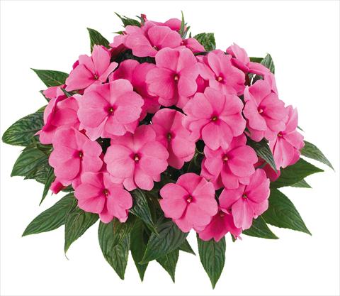 foto van een variëteit aan bloemen, te gebruiken als: Potplant, perkplant, patioplant, korfplant Impatiens N. Guinea Tamarinda® Max fides® Pink