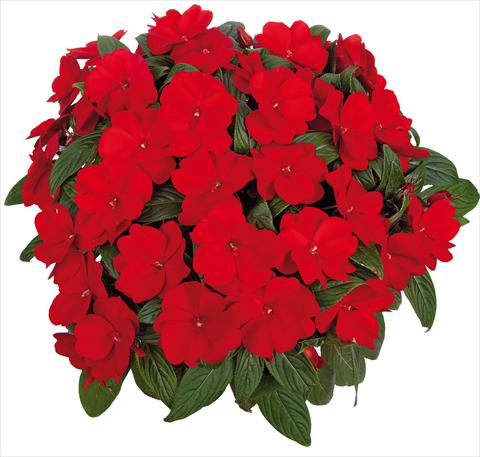 foto van een variëteit aan bloemen, te gebruiken als: Potplant, perkplant, patioplant, korfplant Impatiens N. Guinea Tamarinda® Max fides® Red