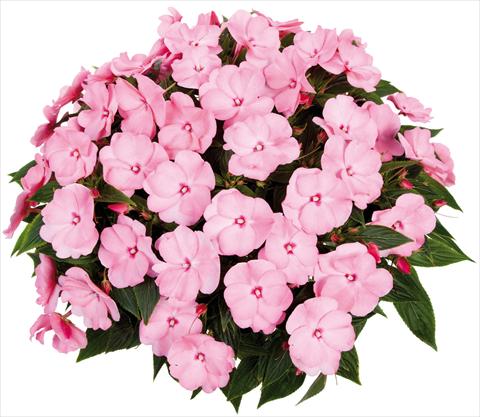 foto van een variëteit aan bloemen, te gebruiken als: Potplant, perkplant, patioplant, korfplant Impatiens N. Guinea Tamarinda® Max fides® Sweet Pink