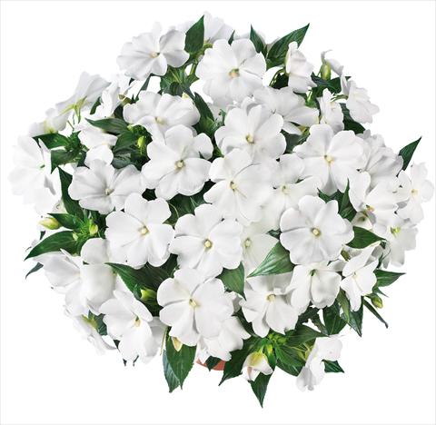 foto van een variëteit aan bloemen, te gebruiken als: Potplant, perkplant, patioplant, korfplant Impatiens N. Guinea Tamarinda® Max fides® White