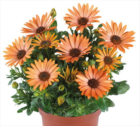 foto van een variëteit aan bloemen, te gebruiken als: Pot - en perkplant Osteospermum Margarita fides® Sepia